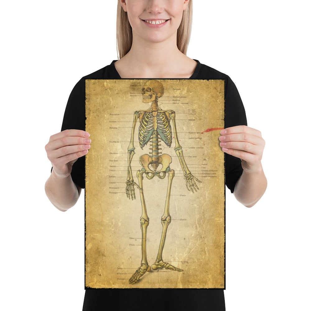 Vintage Anatomical Image - the Skeletal System Poster sized print