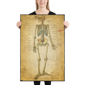 Vintage Anatomical Image - the Skeletal System Poster sized print