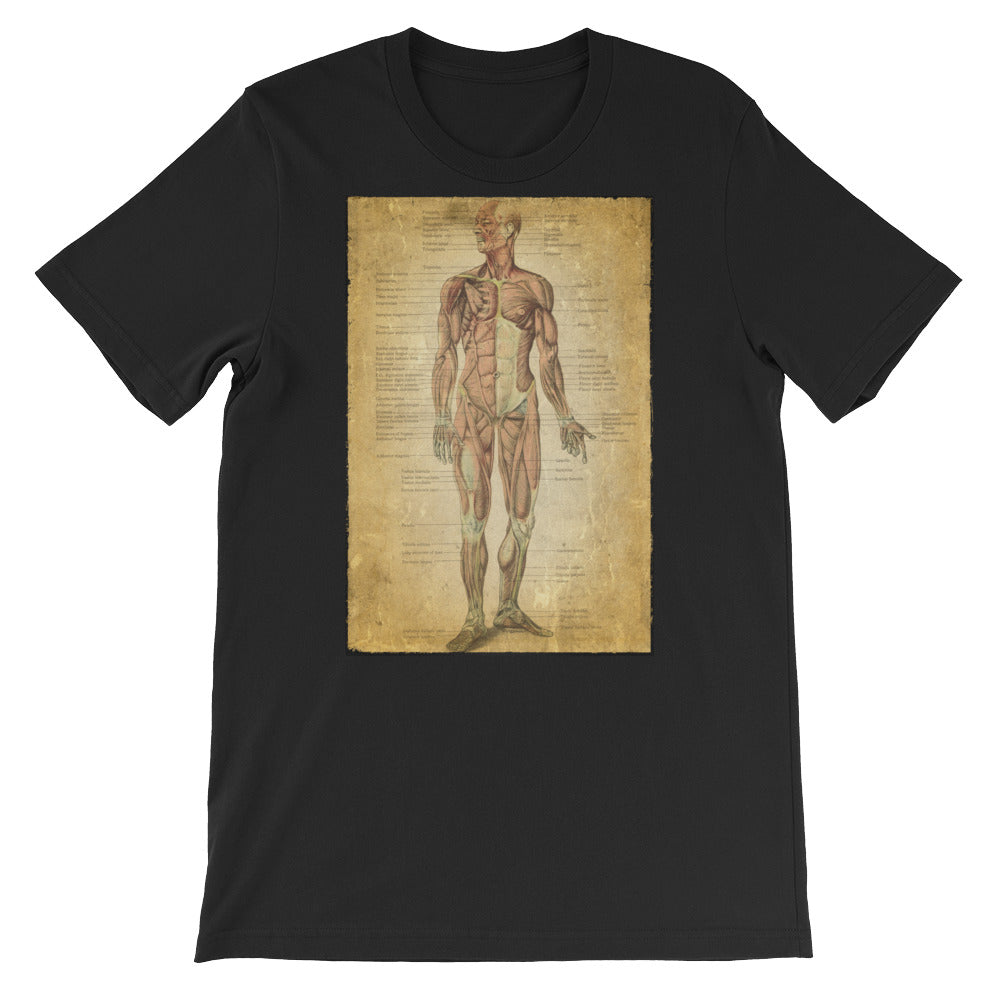 Vintage Anatomical Image on t-shirt, the Muscular System Anatomy